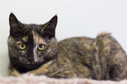 Looking for a forever home; Vernon SPCA pet of the week | iNFOnews.ca