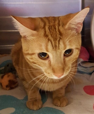 Looking for a forever home; Kelowna SPCA pet of the week | iNFOnews.ca