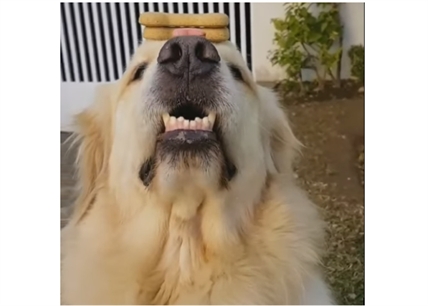 TRENDING NOW: Obedient dog has amazing self control | iNFOnews.ca