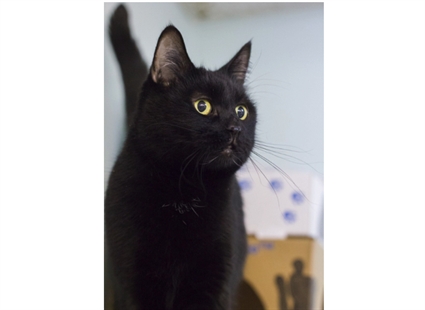 Looking for a forever home; Vernon SPCA pet of the week | iNFOnews.ca