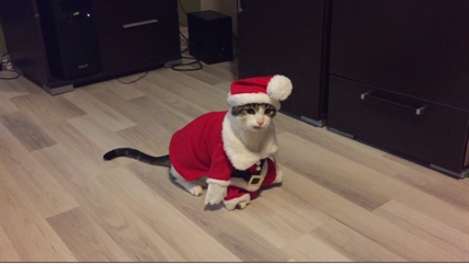 TRENDING NOW: Santa cat | iNFOnews.ca TRENDING NOW: Santa cat | iNFOnews.ca