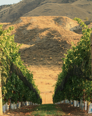 Grand opening of Kamloops' first winery this weekend | iNFOnews.ca Grand opening of Kamloops' first winery this weekend | iNFOnews.ca