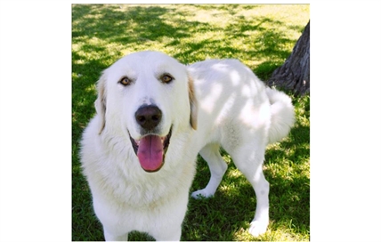 Looking for a forever home; Vernon SPCA pet of the week | iNFOnews.ca