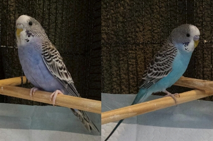 Looking for a forever home; Penticton SPCA pet of the week | iNFOnews.ca