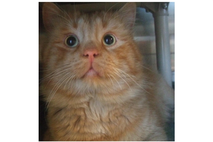 Looking for a forever home; Kelowna SPCA pet of the week | iNFOnews.ca