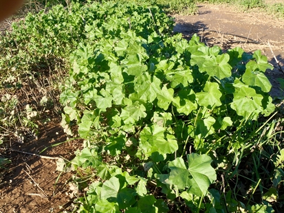 MORAN: Weeds are vegetables, vegetables are weeds | iNFOnews.ca MORAN: Weeds are vegetables, vegetables are weeds | iNFOnews.ca