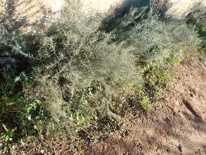 MORAN: Weeds are vegetables, vegetables are weeds | iNFOnews.ca MORAN: Weeds are vegetables, vegetables are weeds | iNFOnews.ca