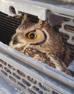 Owl doing OK after being hit by SUV, getting stuck in front grill | iNFOnews.ca