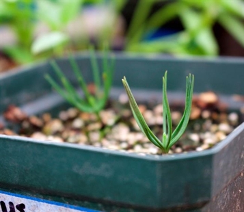 Cheer in the long term: growing a Christmas tree from seed | iNFOnews.ca Cheer in the long term: growing a Christmas tree from seed | iNFOnews.ca