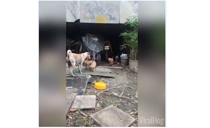 TRENDING NOW: Mom finds food for her puppies | iNFOnews.ca