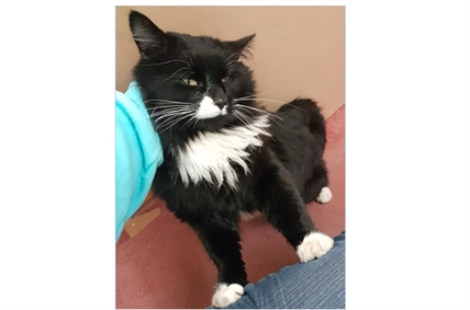 Looking for a forever home; Penticton SPCA pet of the week | iNFOnews.ca