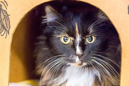 Looking for a forever home; Kelowna SPCA pet of the week | iNFOnews.ca
