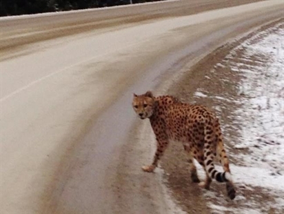 Couple charged in runaway cheetah case near Creston, B.C. | iNFOnews.ca Couple charged in runaway cheetah case near Creston, B.C. | iNFOnews.ca