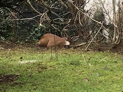 Entangled deer gets helping hand from B.C. Mountie | iNFOnews.ca