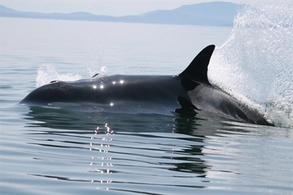 Oldest known member of southern B.C. killer whale pod believed dead | iNFOnews.ca
