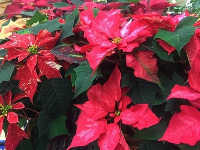 Wait, don't toss those poinsettias to the curb! | iNFOnews.ca