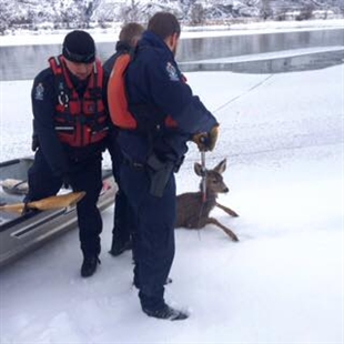 Local conservation officers save fawn near McArthur Park | iNFOnews.ca