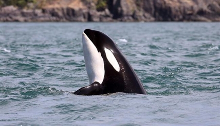 Menopause for killer whales involves mother-daughter conflict: study | iNFOnews.ca