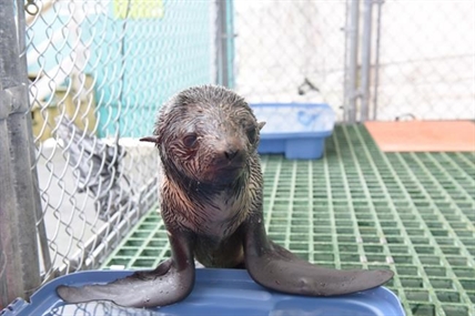 Northern fur seal pup rescued; recovering at Vancouver Aquarium | iNFOnews.ca