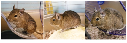 Looking for a forever home; Kamloops SPCA pet of the week | iNFOnews.ca