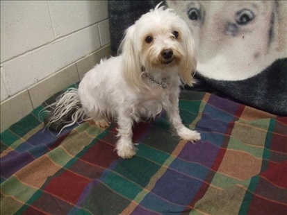 Looking for a forever home; Penticton SPCA pet of the week | iNFOnews.ca