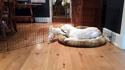 TRENDING NOW: Puppy meets baby goat | iNFOnews.ca