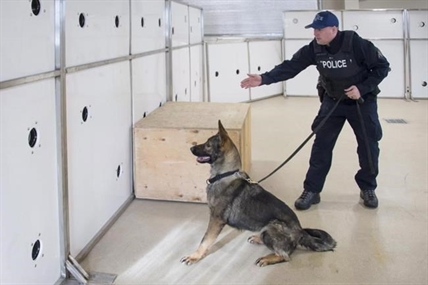 RCMP training dogs to detect fentanyl; dog has already intercepted pills in B.C. | iNFOnews.ca