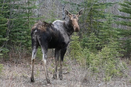 B.C. program looks to citizen science for help in diagnosing moose tick problem | iNFOnews.ca