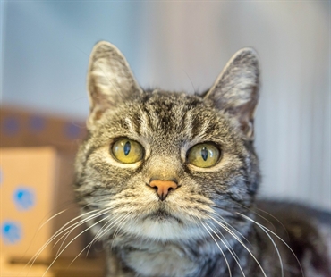 Looking for a forever home; Kelowna SPCA pet of the week | iNFOnews.ca Looking for a forever home; Kelowna SPCA pet of the week | iNFOnews.ca