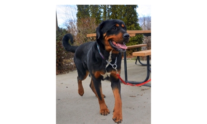 Looking for a forever home; Penticton SPCA pet of the week | iNFOnews.ca
