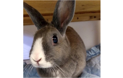 Looking for a forever home; Vernon SPCA pet of the week | iNFOnews.ca