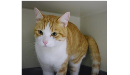 Looking for a forever home; Kamloops SPCA pet of the week | iNFOnews.ca