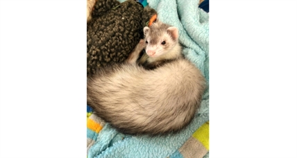 Looking for a forever home; Vernon SPCA pet of the week | iNFOnews.ca