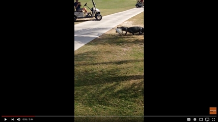 TRENDING NOW: Gator takes stroll on golf course with fish | iNFOnews.ca
