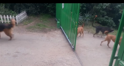 TRENDING NOW: Dogs are not so tough | iNFOnews.ca