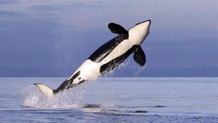 Ottawa's recovery plan for West Coast's endangered orcas criticized as too weak | iNFOnews.ca
