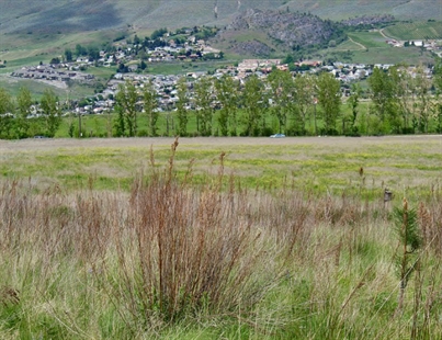 Pilot okay after emergency landing | iNFOnews.ca