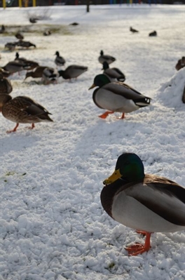 Snow is pretty, but keep your eyes on the road | iNFOnews.ca