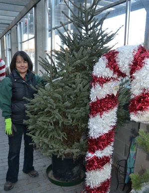 Branching out with new holiday traditions | iNFOnews.ca