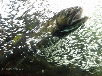 B.C. rivers heating up, causing concern for fish | iNFOnews.ca