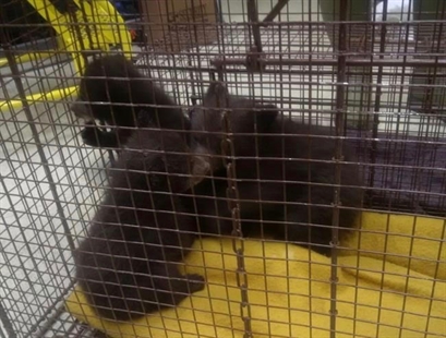 Motorist finds three furry surprises at roadside bathroom near national park | iNFOnews.ca Motorist finds three furry surprises at roadside bathroom near national park | iNFOnews.ca