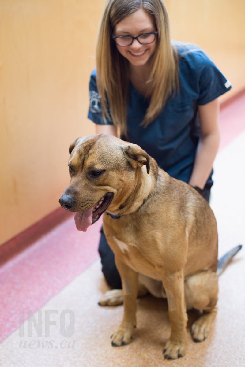 Paws, claws & whiskers: Where to adopt in Kamloops | iNFOnews.ca