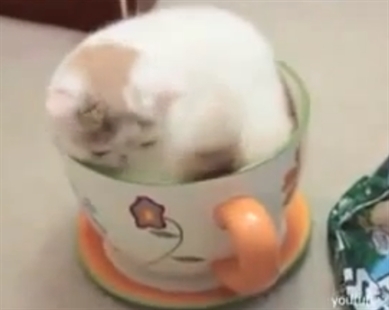 Cat in the box (almost) | iNFOnews.ca