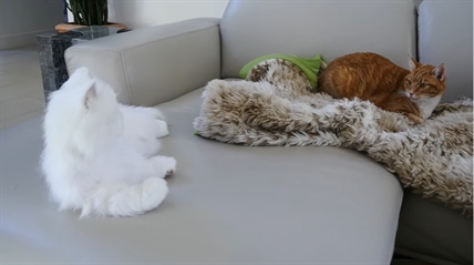 TRENDING NOW: Cats meet robot cat | iNFOnews.ca