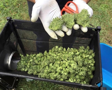 Pharmacy distributors want in on Canada's legalized marijuana regime | iNFOnews.ca Pharmacy distributors want in on Canada's legalized marijuana regime | iNFOnews.ca