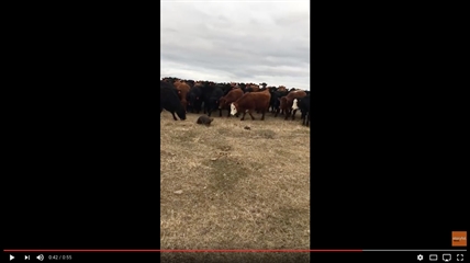 TRENDING NOW: Beaver pursued by curious cattle | iNFOnews.ca