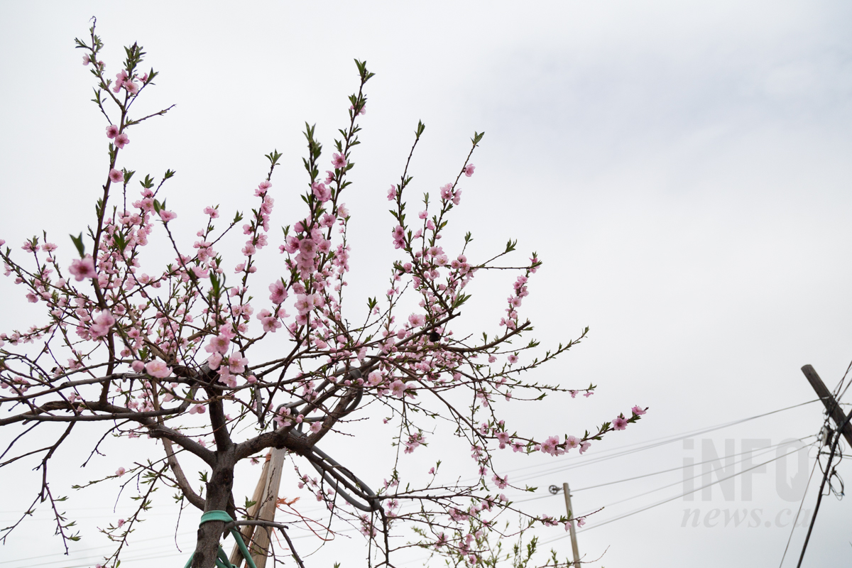 iN PHOTOS: Kamloops in bloom, finally | iNFOnews.ca