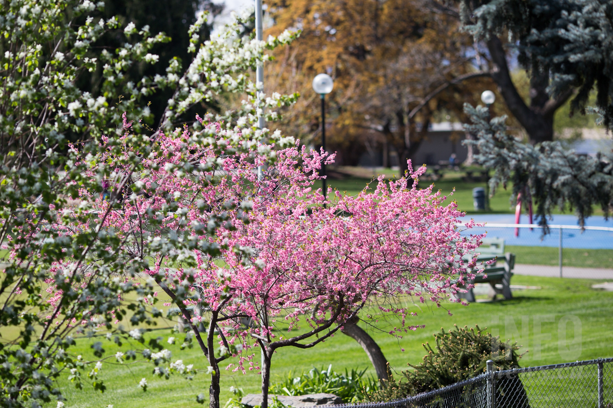 iN PHOTOS: Kamloops in bloom, finally | iNFOnews.ca