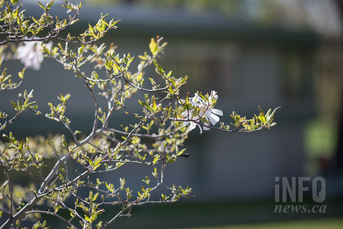 iN PHOTOS: Kamloops in bloom, finally | iNFOnews.ca