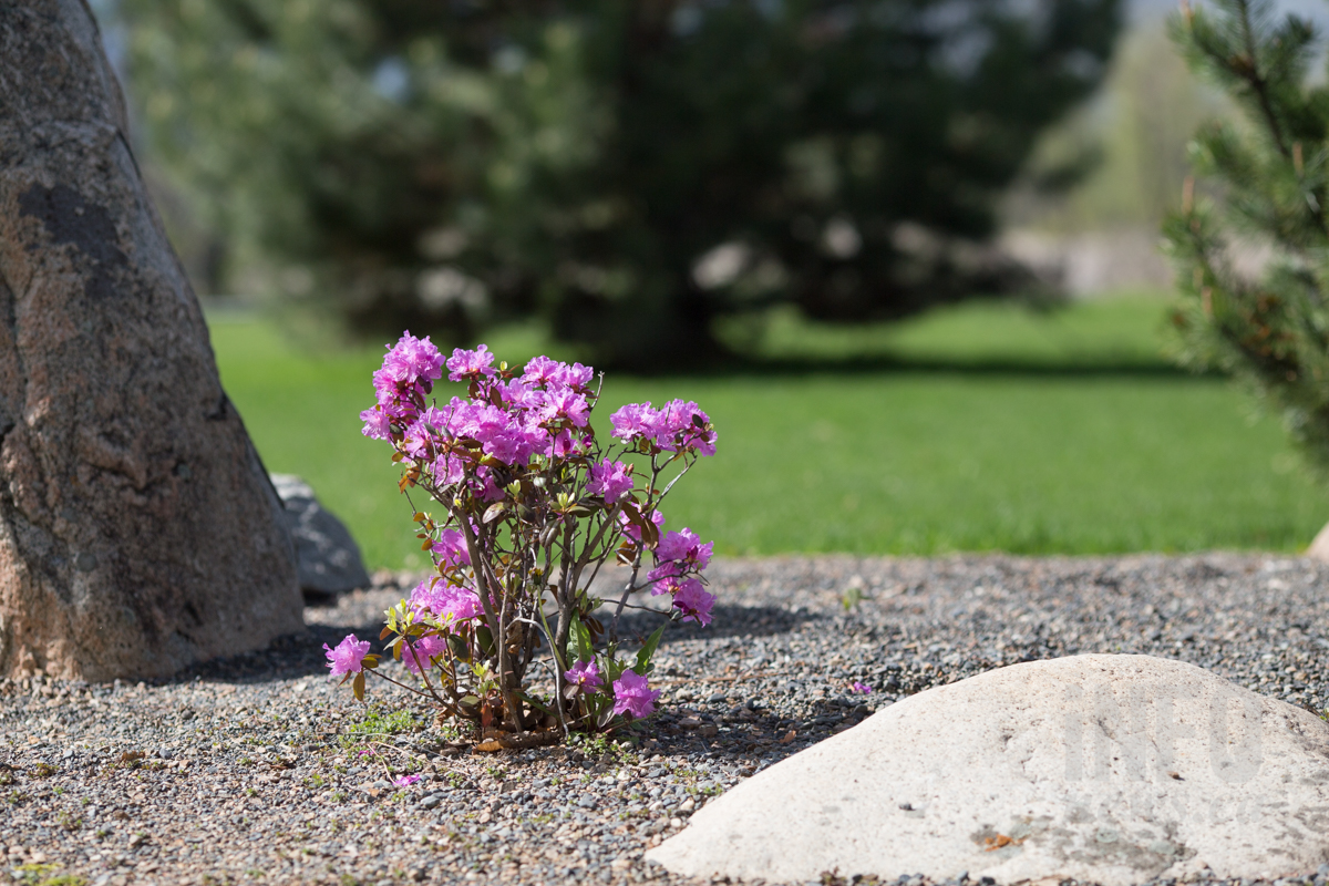 iN PHOTOS: Kamloops in bloom, finally | iNFOnews.ca